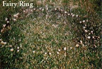 Fairy Ring disease is caused by a soil borne fungus. Dutch Touch landscaping Fairy Ring disease caused by soil borne fungus. DT landscaping san diego county