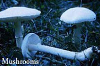 Mushrooms toadstools are fungi that often appear in home lawns. Dutch Touch landscaping San Diego Mushrooms toadstools are fungi that often appear in home lawns. Dutch Touch landscaping San Diego