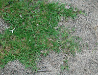 Bermuda grass Crab grass dutch touch landscaping Bermuda grass Crab grass dutch touch landscaping