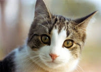 kitten photo carpet cleaning service dutch touch inc. kitten photo kitty cat carpet cleaning service dutch touch