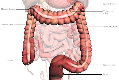 large intestine picture with colon and rectum