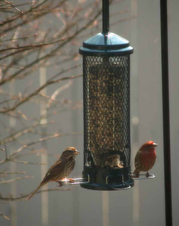 [WC+2009_March_birds+at+feeder.jpg]