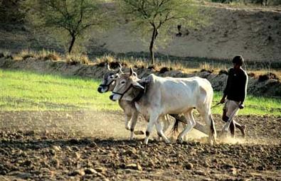 Everything for CULTIVATION....: Details of Indian Rice Varieties