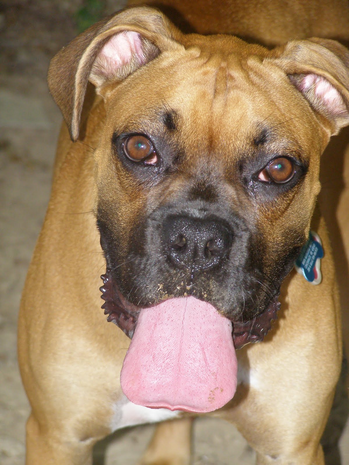 intertwining emotions the dog who wouldn't stop puking