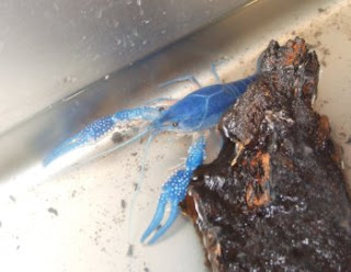 blue crawfish