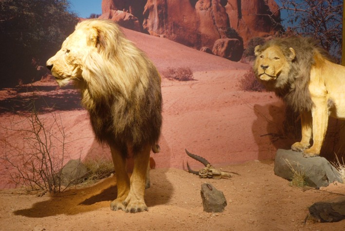 [Katzenausstellung_17.jpg]