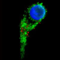 magnetised stem cell
