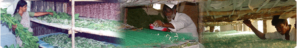 SERICULTURE silkworm cocoonprice Cocoon Market பட்டுப்புழு வளர்ப்பு