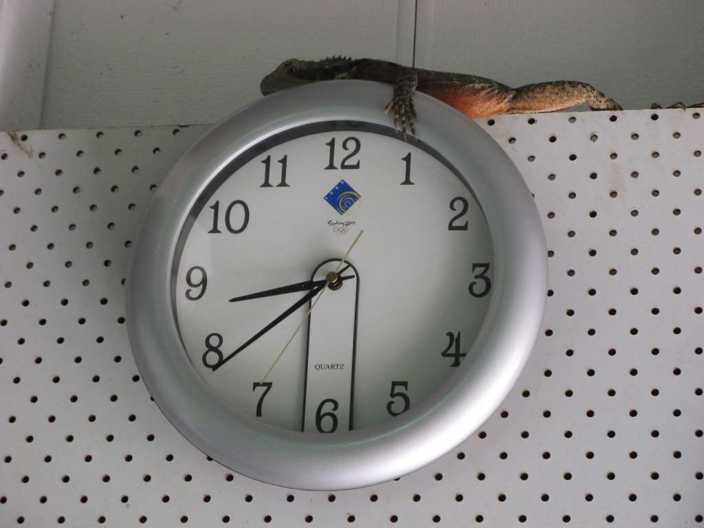 [IMG_1360+-+Speedy.JPG]