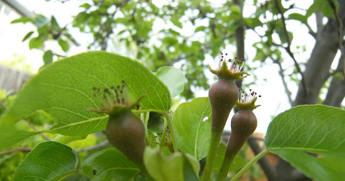 Mastering Horticulture HortiCOOLture Flowers Turning Into Fruit