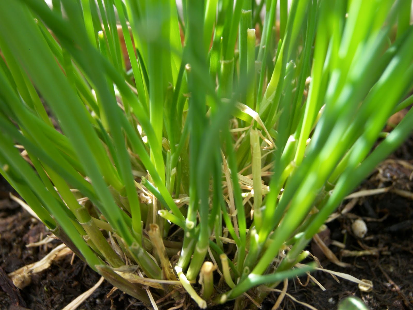 Mastering Horticulture July 2010