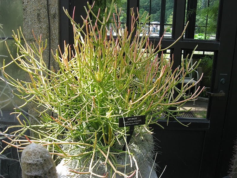 Mastering Horticulture Handle with Care African Fire Sticks