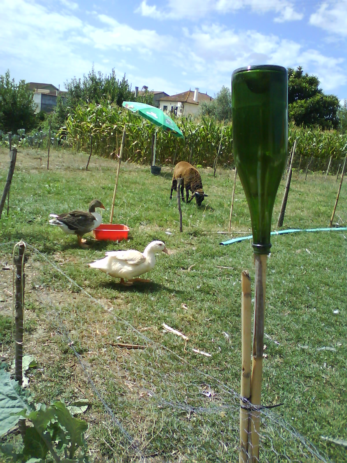 [DSC00375.JPG]