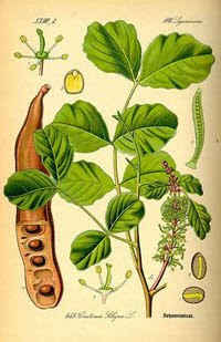 Algarroba lamina algarroba