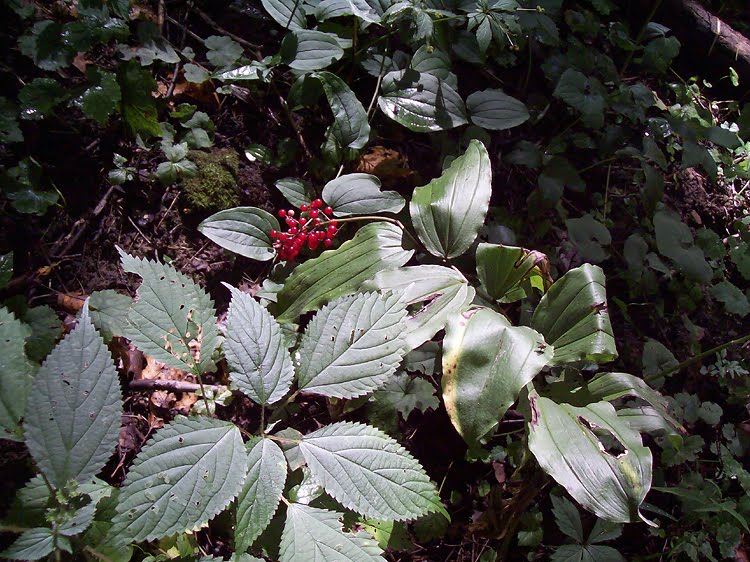 Hell's Hollow Trail - False Solomon's Seal Hell's Hollow Trail - False Solomon's Seal