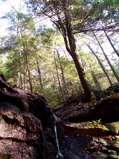 Eckert Falls - McConnells Mill