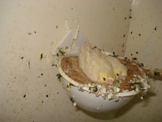 [DSC02385.JPG]