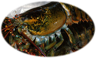 live lobster, cape ann massachusetts