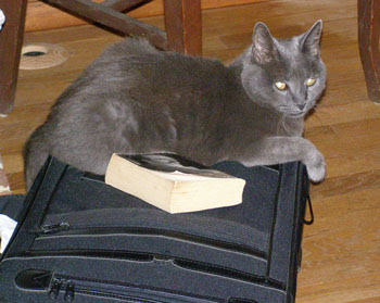 sparkey on Lee's suitcase