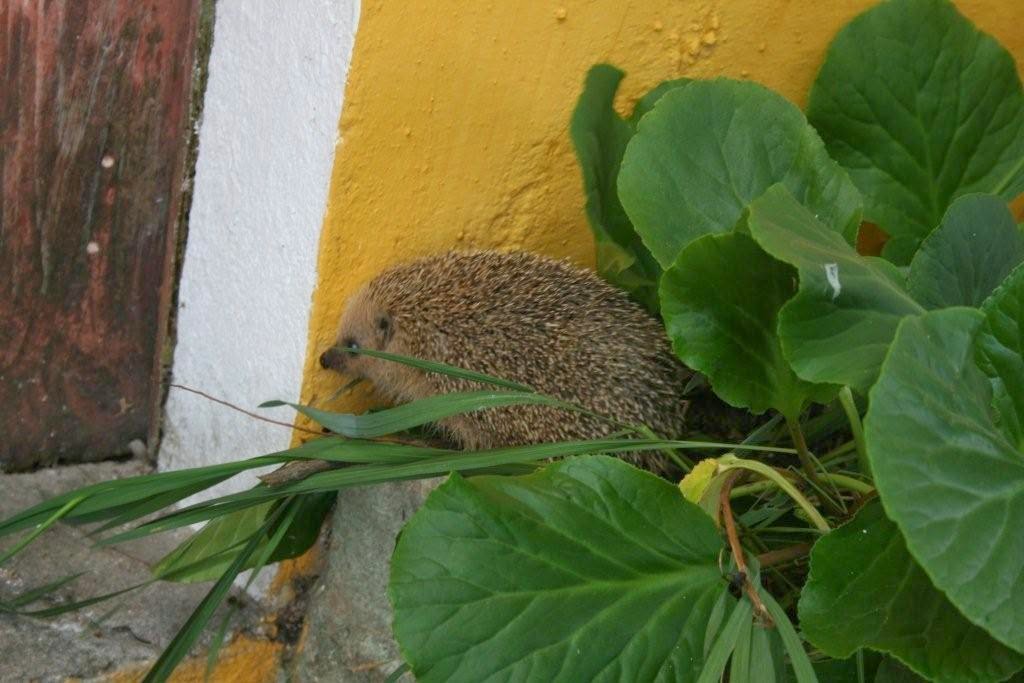 [ouriço2]