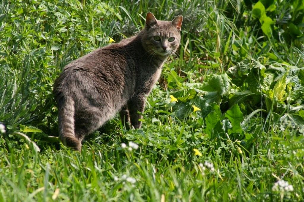 [gato1]