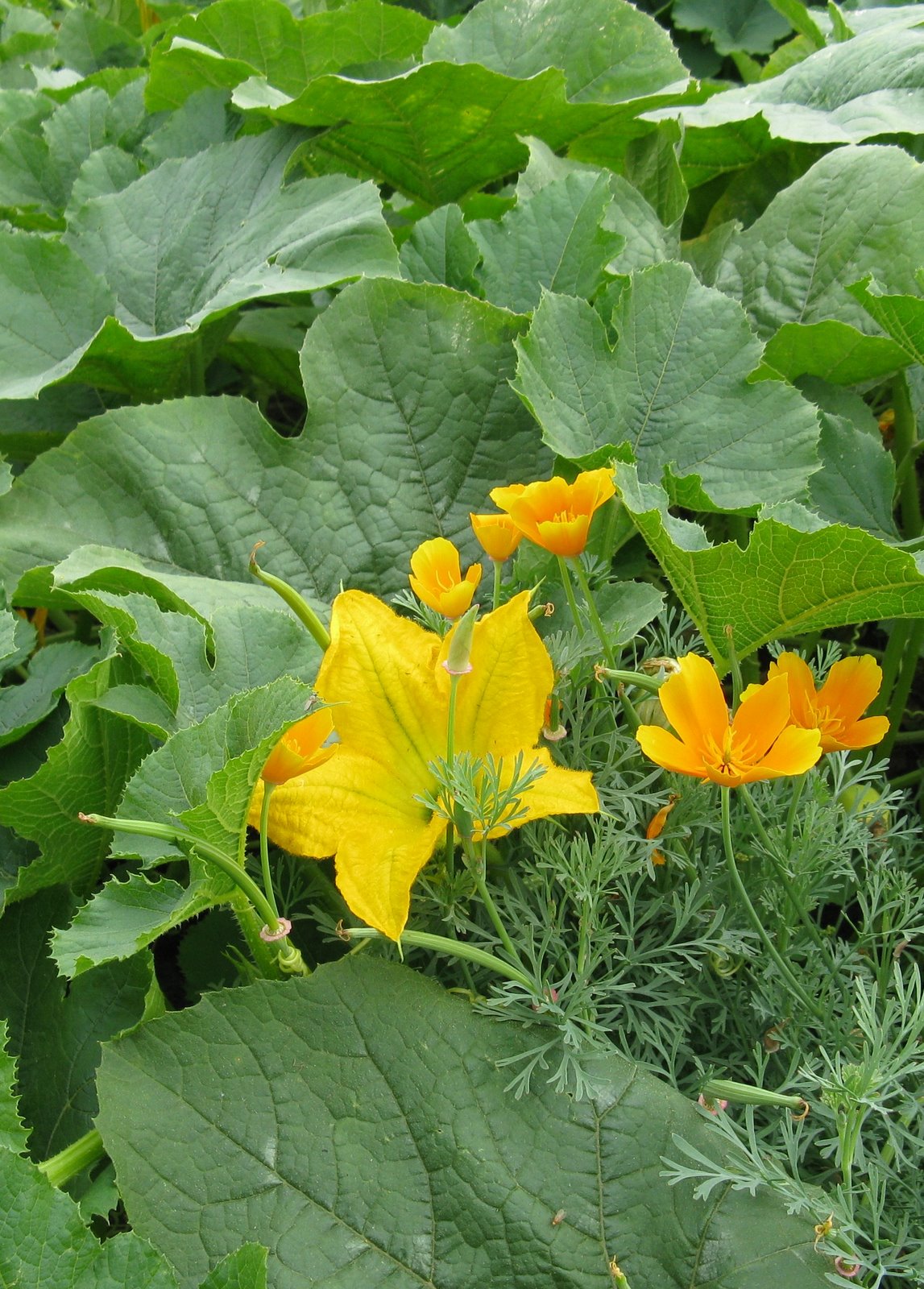 [squash2.JPG]