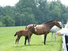 Kentucky bred horses