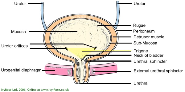Prolaps Genetalia: Diagram of the Female Bladder and Urethra