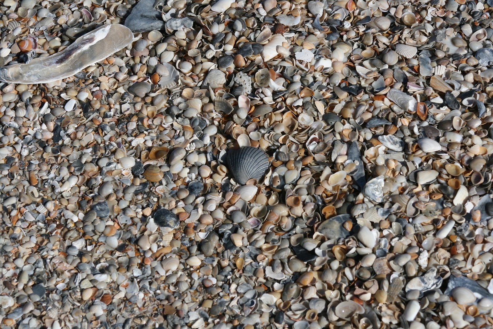 [shells.JPG]