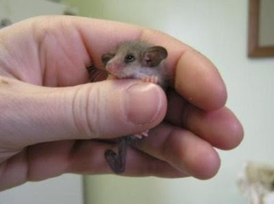 Cute Small Animals