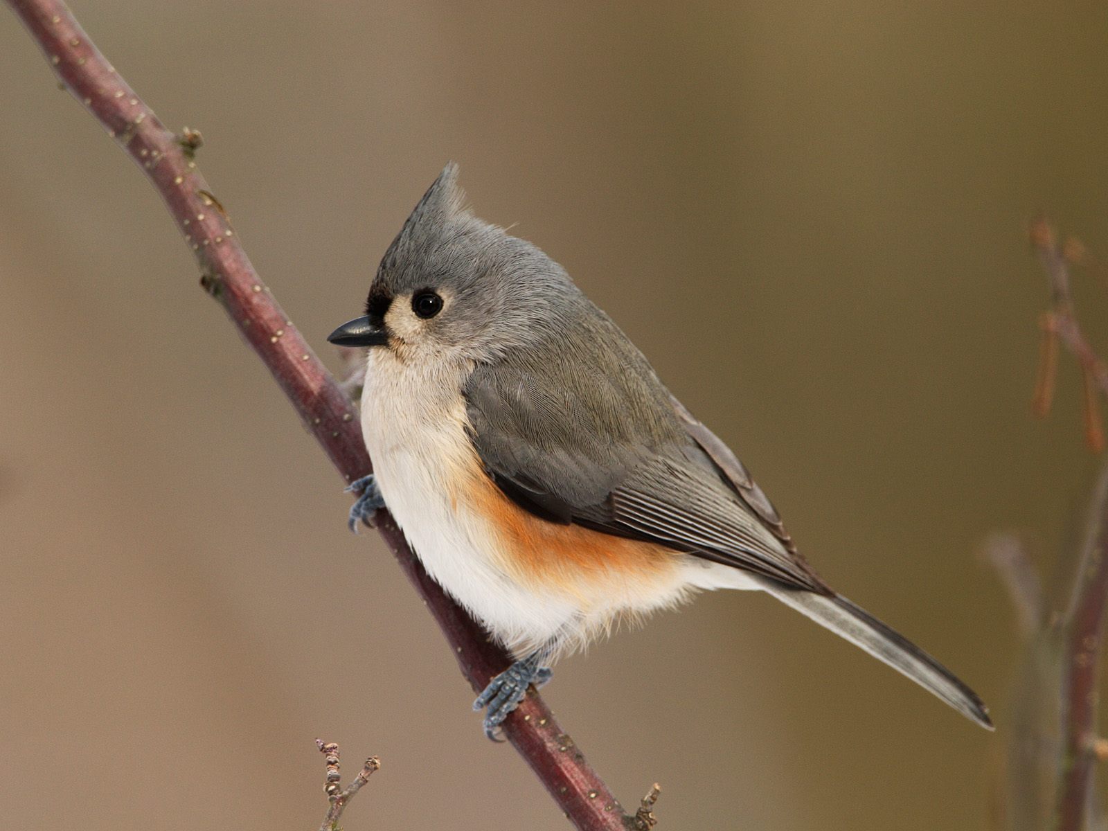 BEAUTIFUL WILD ANIMALS: Birds Wallpaper BEAUTIFUL WILD ANIMALS: Birds Wallpaper