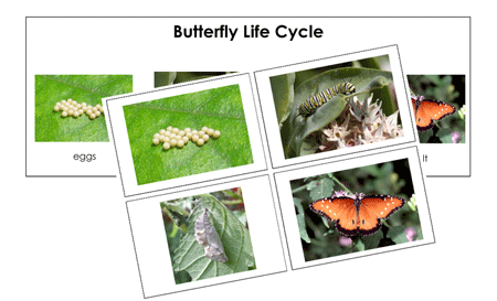 printable butterfly life cycle cards
