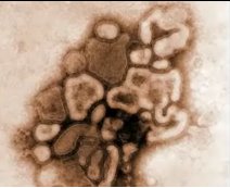 [virus+influenza+porcina.bmp]