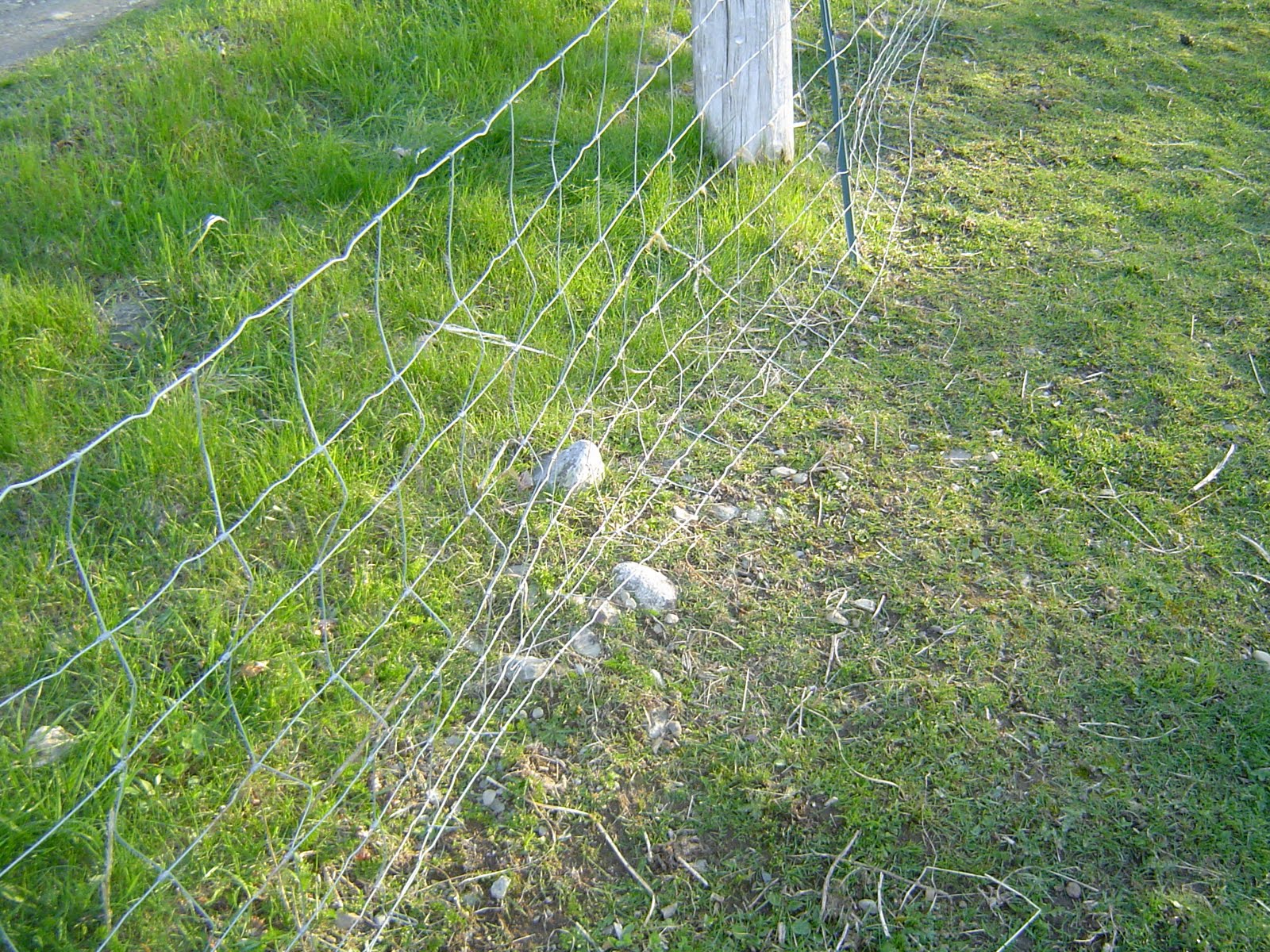 Grass Paddock