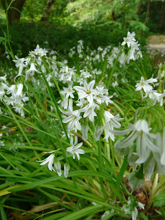 Three-Cornered Garlic, Calderstones Park