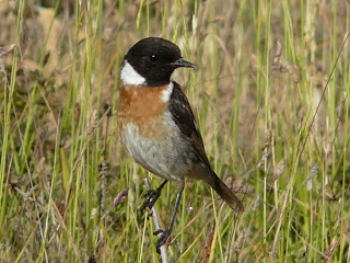 Stonechat