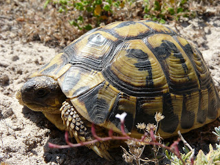 Spur-Thighed Tortoise