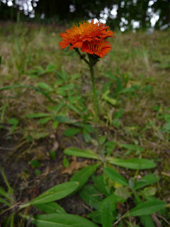 Hawksbeard