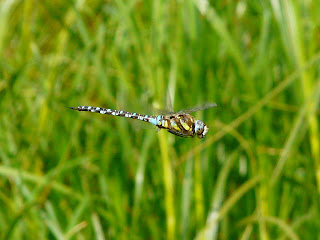 Southern Hawker, Speke/Garston Coastal Reserve