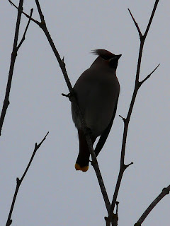 Waxwing, Allerton