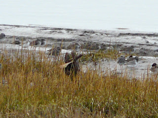 Spotted Redshank and Common Redshank, Speke/Garston Coastal Reserve