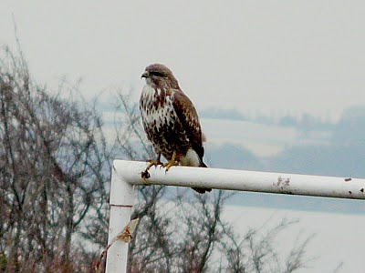 Common Buzzard, Otterspool