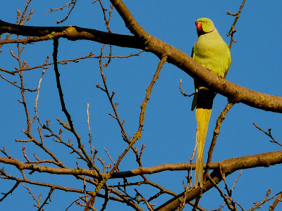 Ring Necked Parakeet, Lytham Crematorium