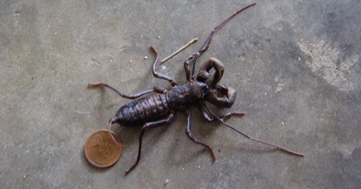 Gardening at Draco Watch out, it's a Vinegaroon