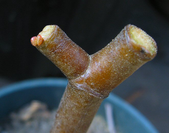 [040509jadeplant1.jpg]