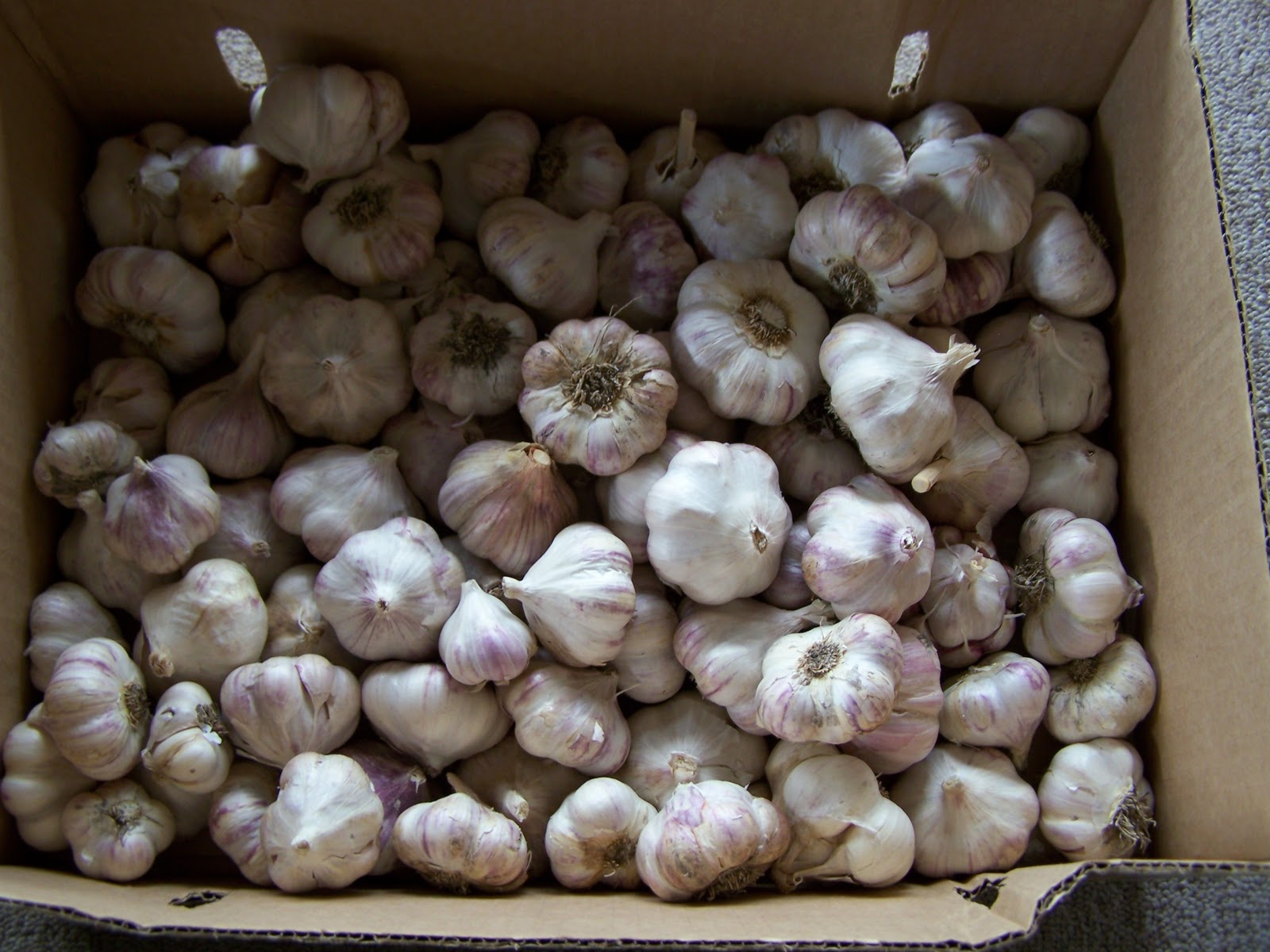 A Handmade Life Freezing Stewed Tomatoes