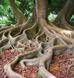 How Deep are Your Roots?