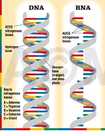 dna stands for