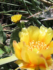 Flowers for Jessica.  Prickly spikes for Andy.