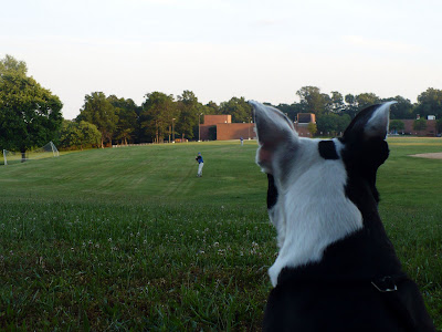 Two Found Boston Terriers Two Found Boston Terriers